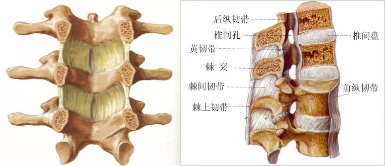 你知道吗腰痛的病因差别很大,腰痛何因