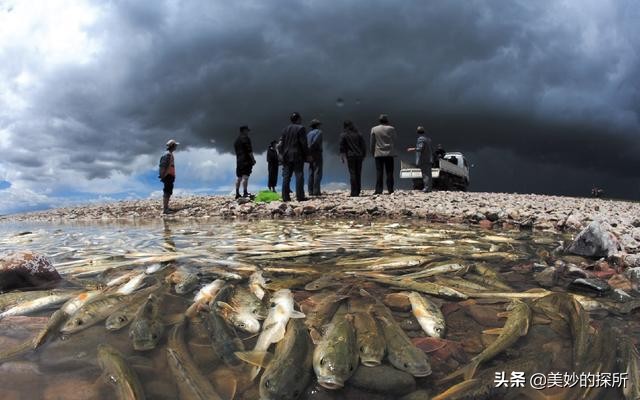 西藏一湖藏八亿斤鱼,西藏有8亿公斤的鱼