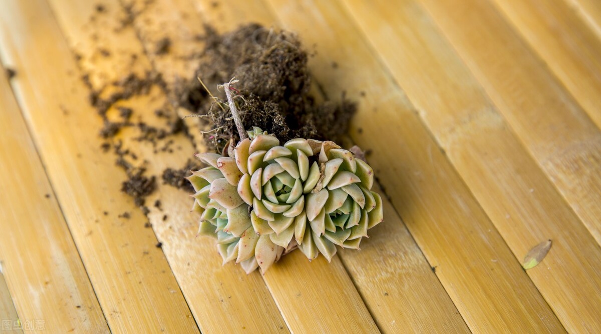 多肉植物有什么症状和注意事项,多肉植物的几种常见病