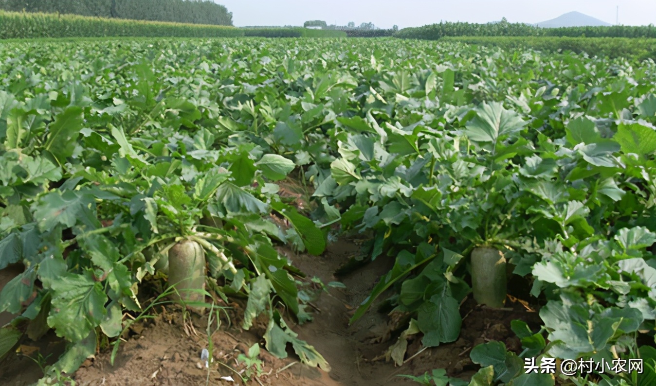 农民创业养什么好赚钱,在农村养殖种植创业好项目有哪些