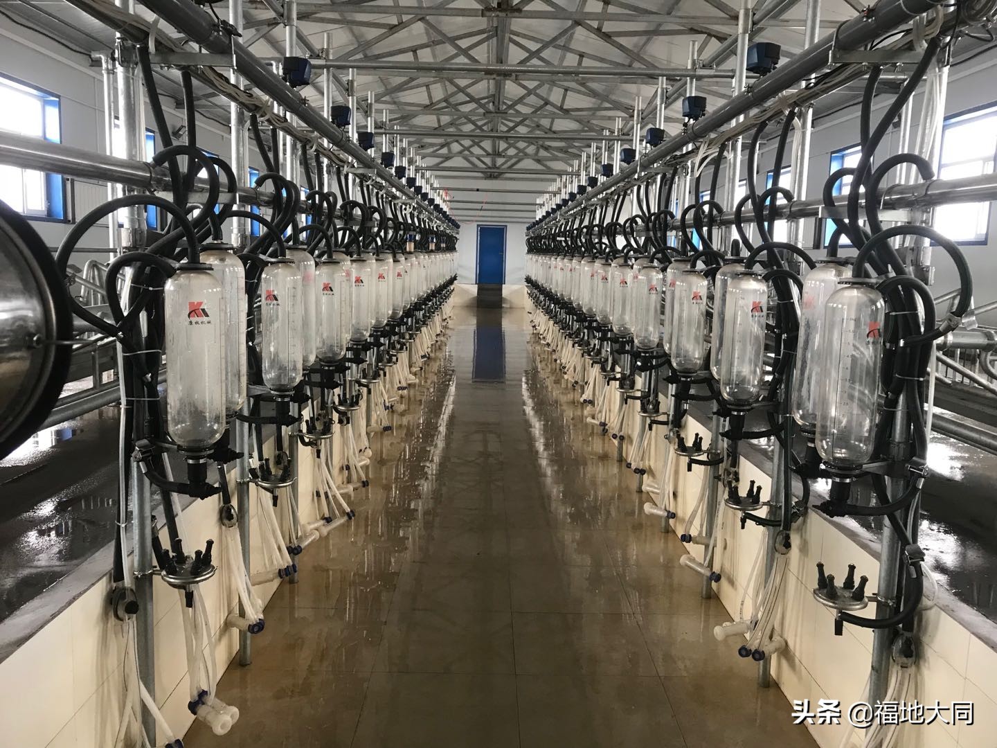 经济视点｜“南羊北调”四年，从零到全国第一！“大同”告捷的背后……