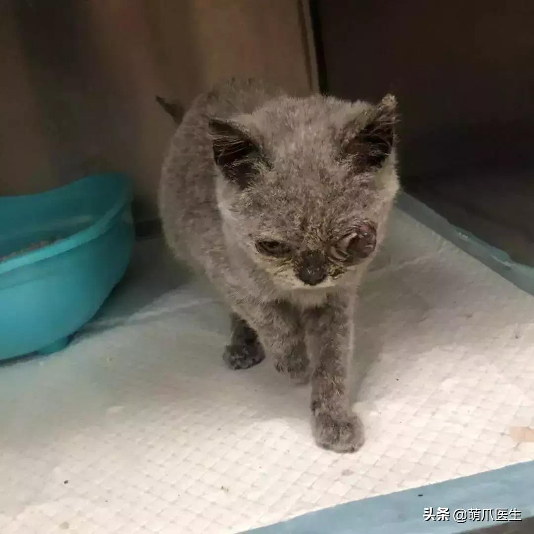 品种猫与土猫的区别,怎么分辨品种猫和土猫