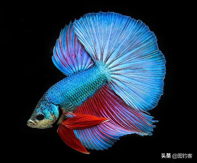 中国前十热带观赏鱼,热带观赏鱼鲤科鱼类主要有哪些鱼