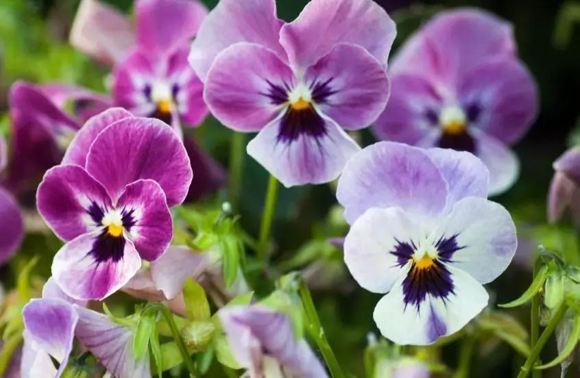 元宵花灯太美了,春季赏花郁金香太美了