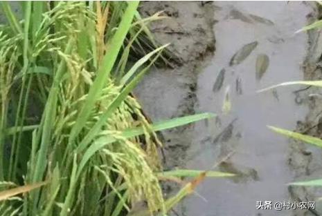 藕田养的泥鳅多少钱一斤,泥鳅养殖技术一亩多少钱