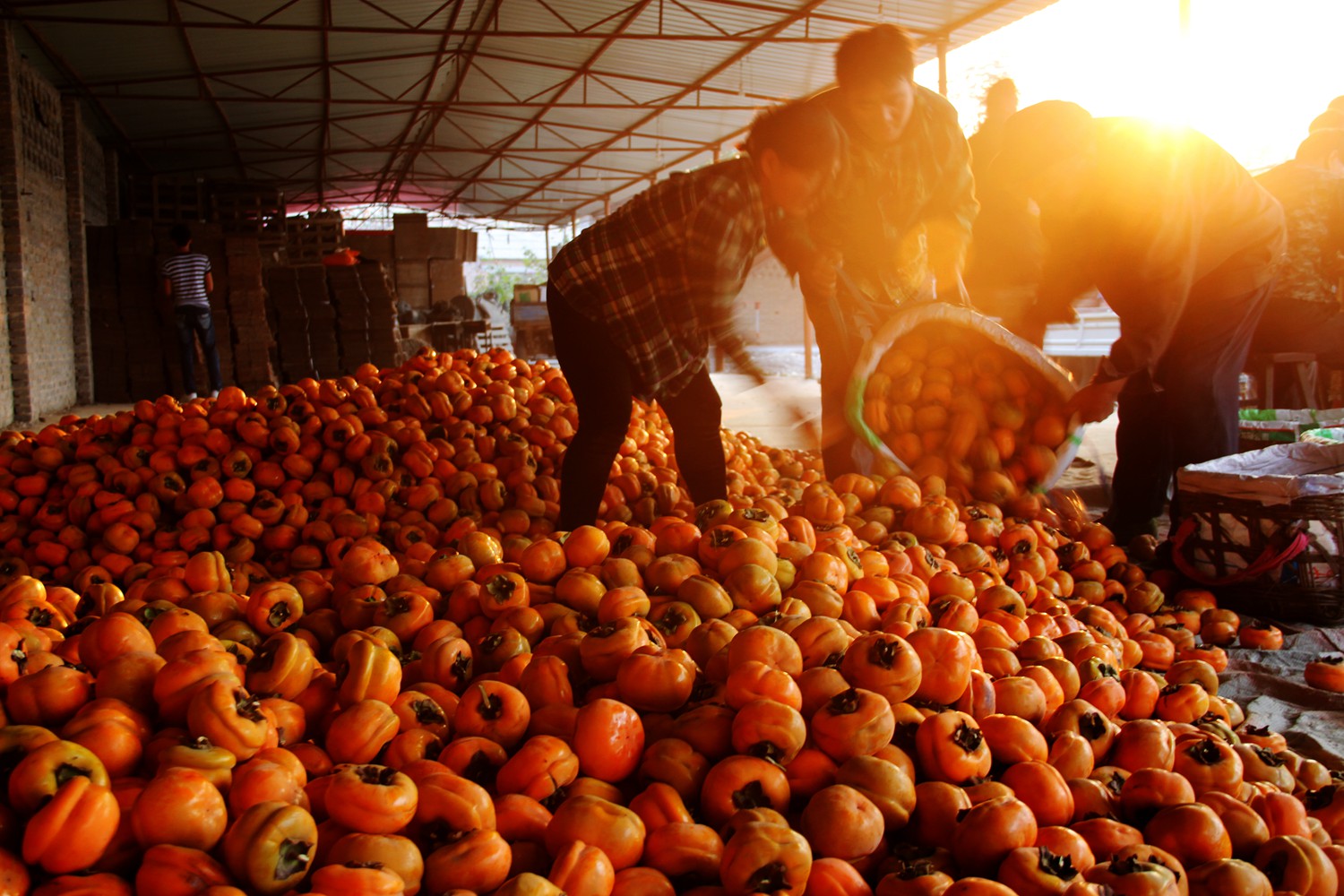 丰收快乐节,农民丰收节唱出丰收喜悦
