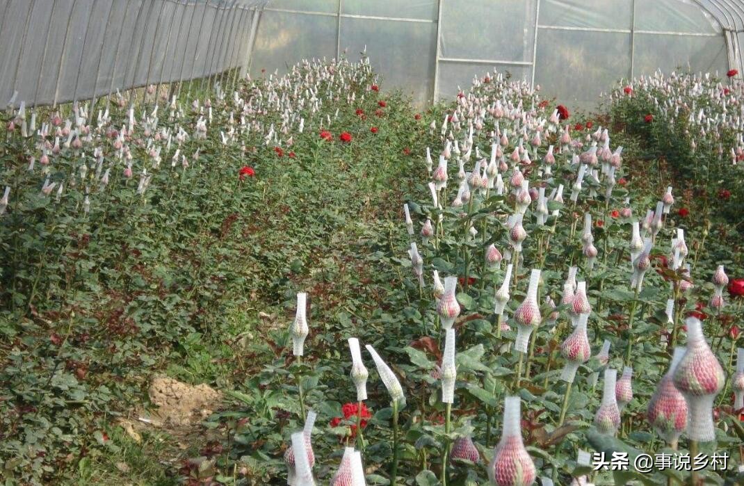 玫瑰花怎样修剪才能够重新长枝条,玫瑰花一枝开三个花苞要修剪吗