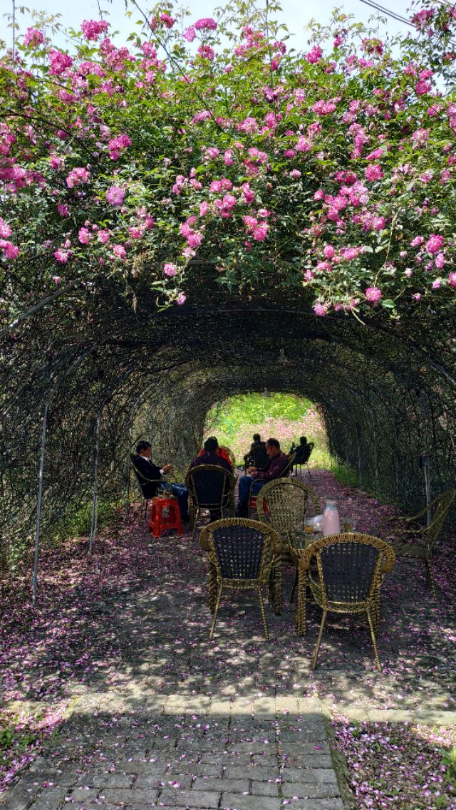 成都周边合适秋天看花的地方,成都周边看花攻略国庆节