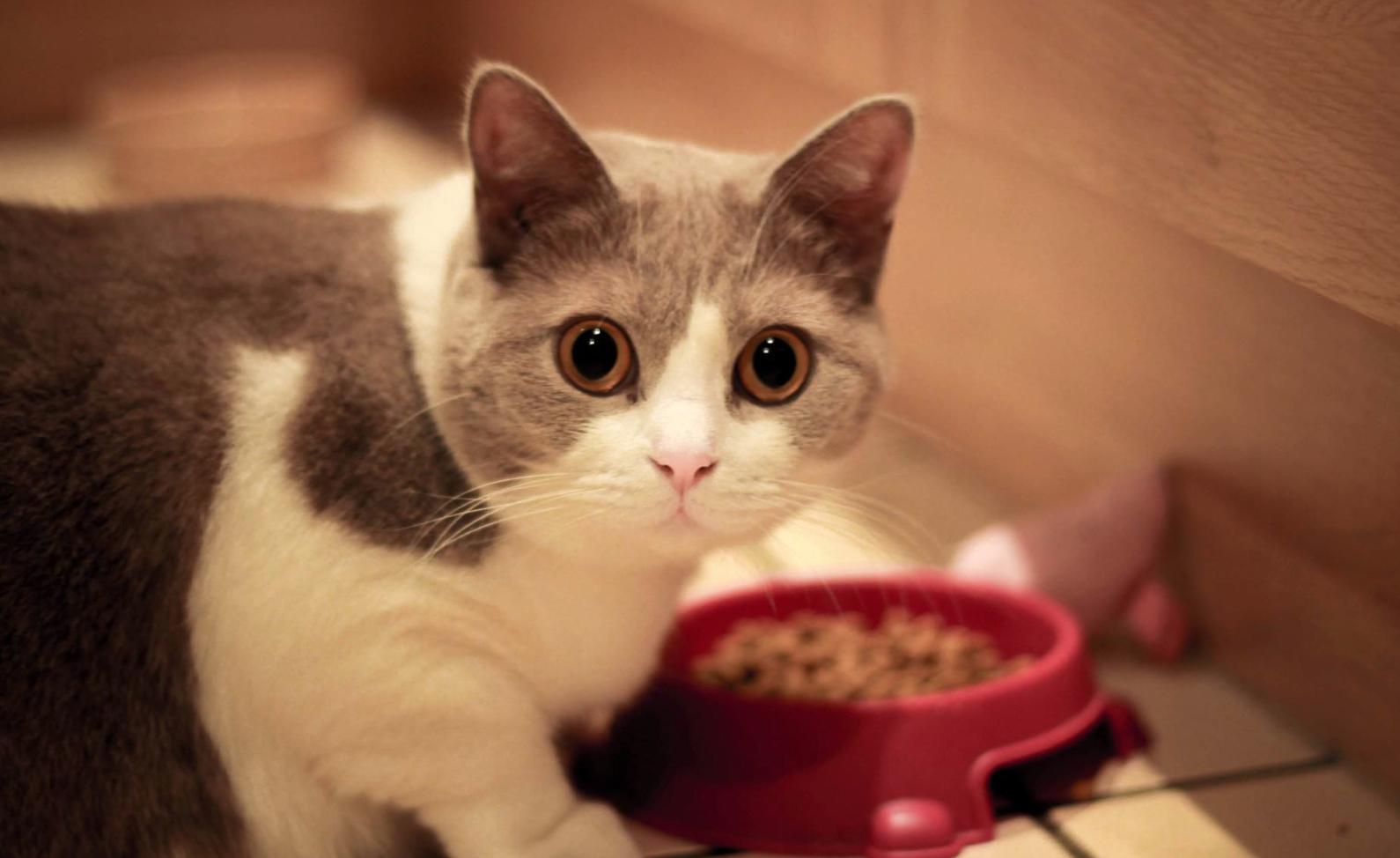 养宠小知识小猫咪能吃什么,养宠小知识猫咪