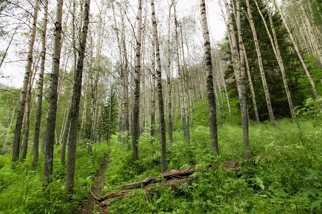 北疆四季,北疆的四季美景