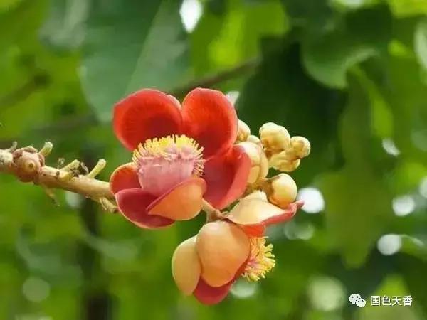 菩提花开观自在,菩提花开见性成佛