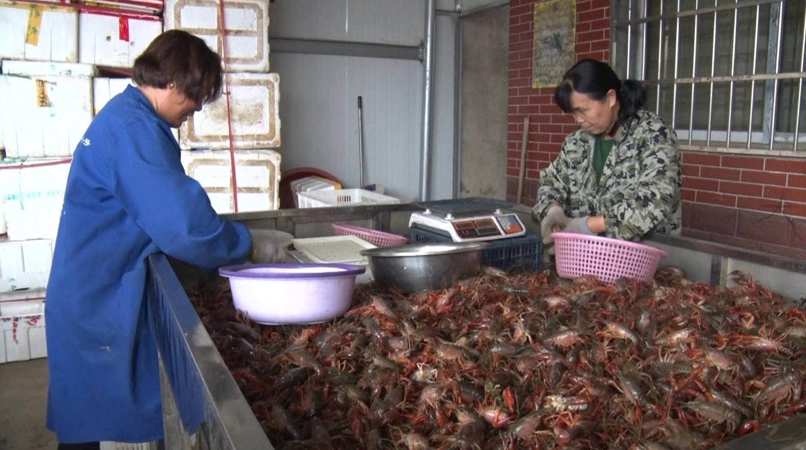 龙虾店每天营业额,岳阳每天龙虾价