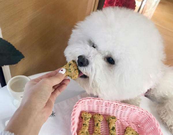 比熊每天必吃什么东西呢,小比熊饮食习惯