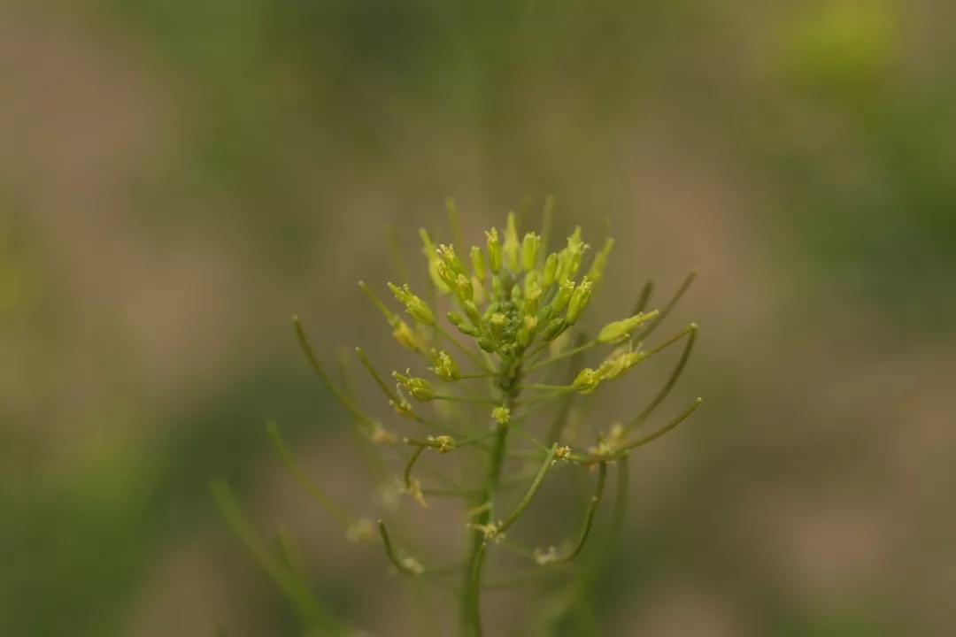 冬天常见中药植物图片及功效,花期长的草本植物图片