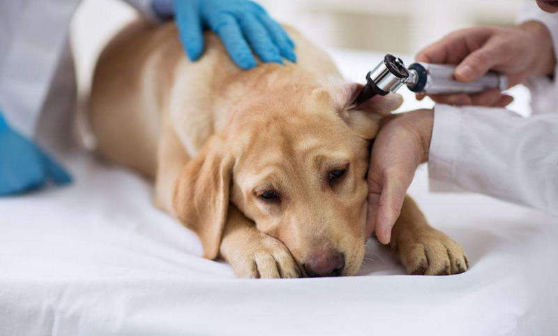 如何判断狗狗是否生病教你几招,狗狗生病的几种症状以及治疗方法