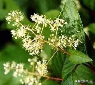养蜂人最怕蜜蜂蛰,养蜂人最怕什么蜂