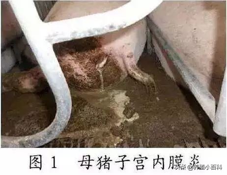 母猪产后流脓最佳治疗方法,母猪产后严重流脓的冲宫的方法