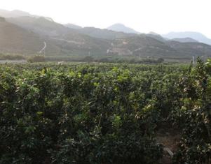 泰国山竹为什么是脆的,泰国山竹怎么挑选好的