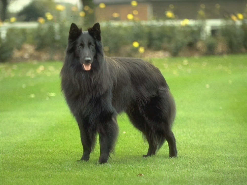 牧羊犬被哪些城市禁养了,大型牧羊犬禁止养吗