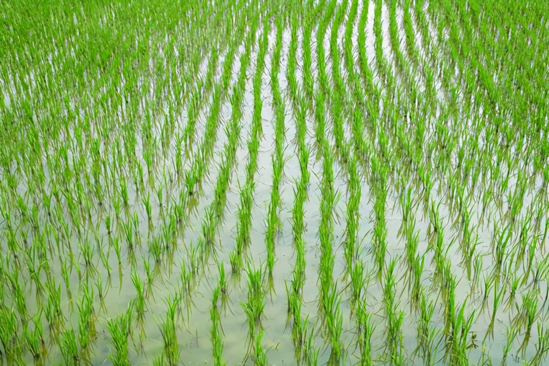 水稻怎样管理才高产,水稻高产栽培管理技术有哪些