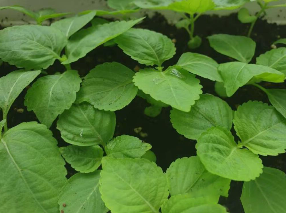 紫苏叶怎么买 (哪些地方能够买紫苏叶)