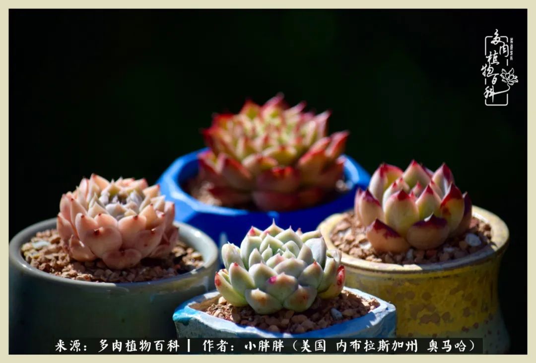 多肉小白入坑攻略,多肉小白2个月告捷入坑