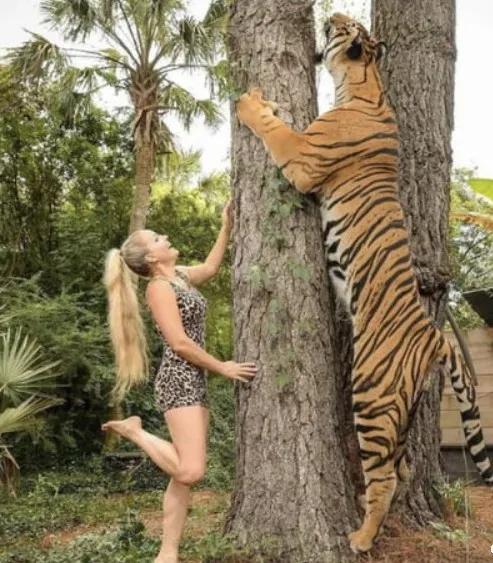 东北虎下山进村伤人老虎被鹅咬,东北虎下山进村伤人最后怎么样了