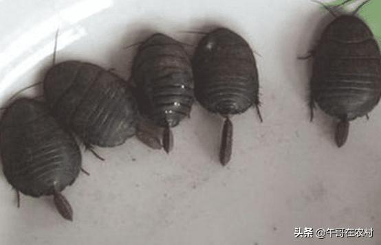 为什么土鳖那么贵,土鳖为什么那么贵