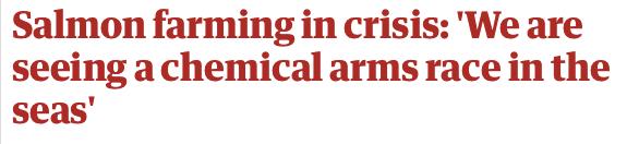 外媒曝光了挪威三文鱼养殖真相吗,最毒的深海三文鱼