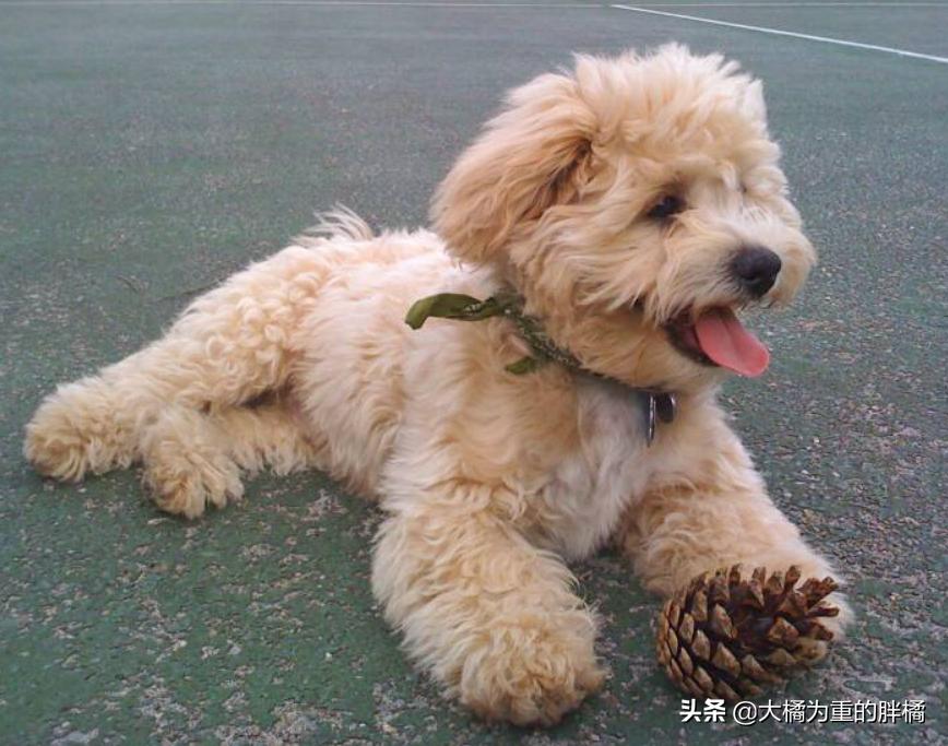 买泰迪犬需谨慎，发现这6个问题果断离开，可别买到“病狗”了