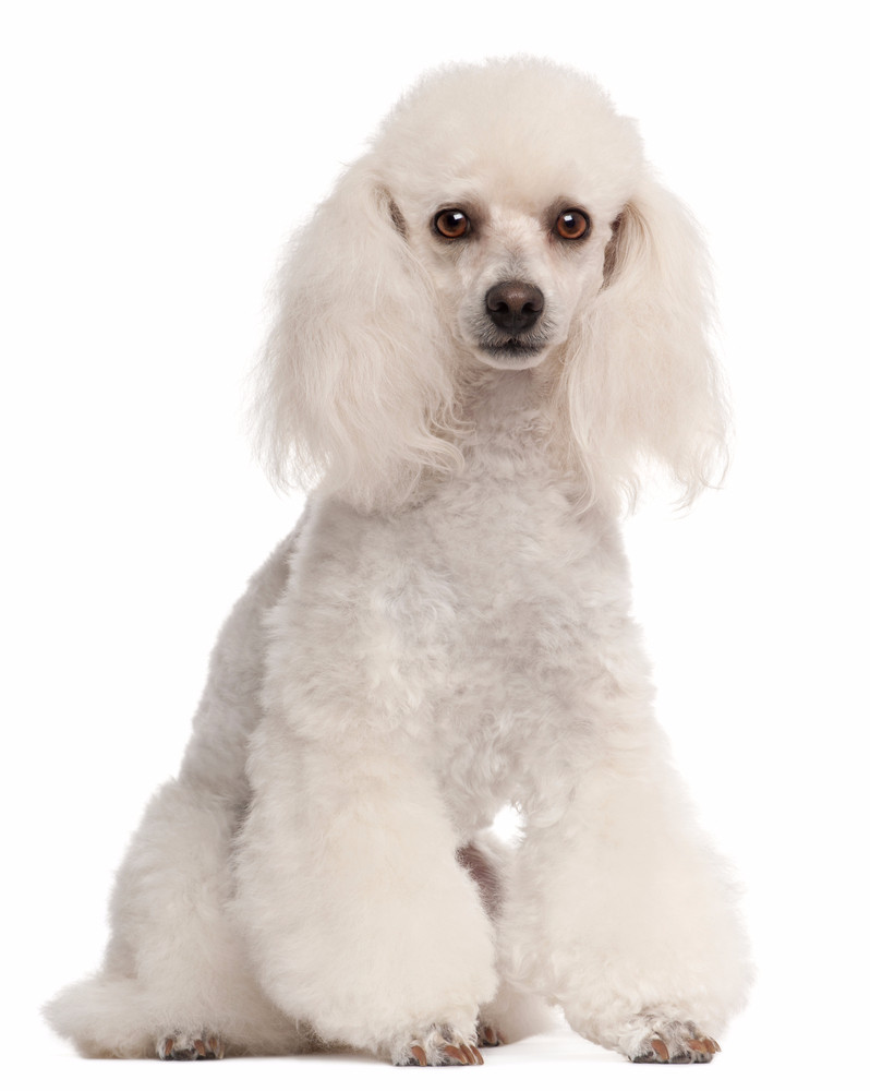 贵宾犬一般性格,贵宾犬的6大优点养一只不吃亏