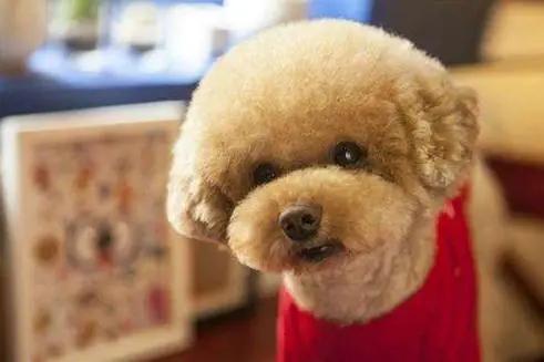 最合适新手养的狗狗十大排行榜,十种最好养的狗狗优缺点图片