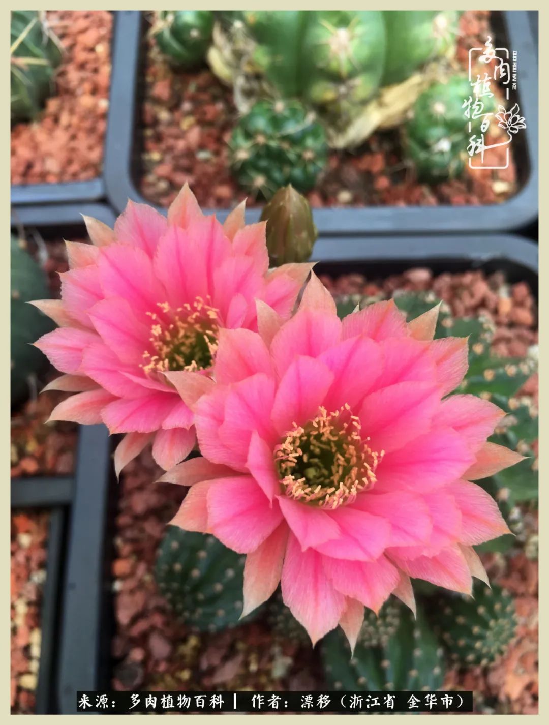 仙人球开花的惊艳瞬间,仙人球开花惊艳了6月