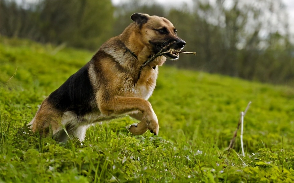 牧羊犬被哪些城市禁养了,大型牧羊犬禁止养吗