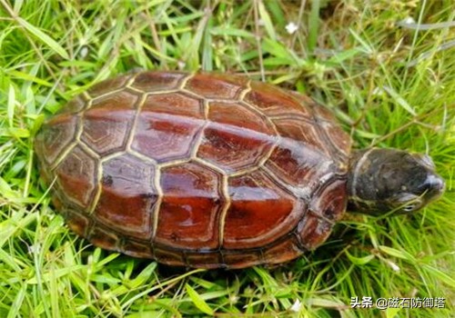 野生龟和饲养龟哪种好,养龟最好是要买哪种龟