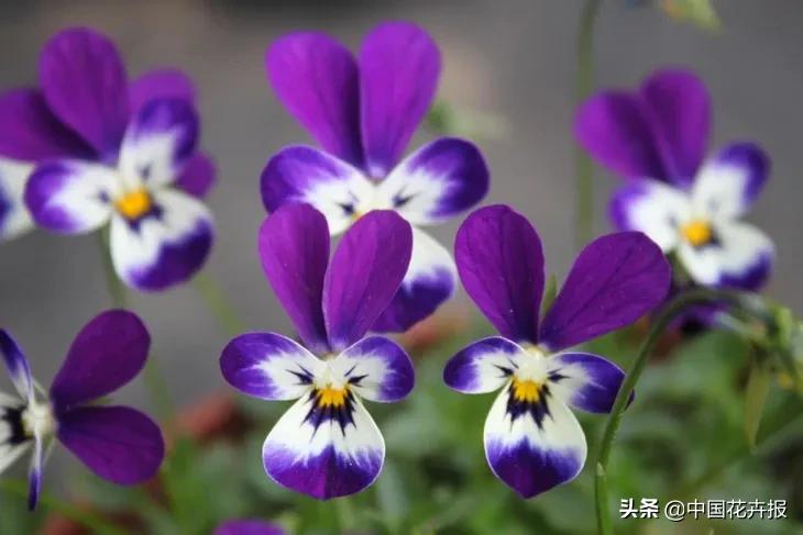 同样是“堇”，为什么“小兔子”这么有个性？