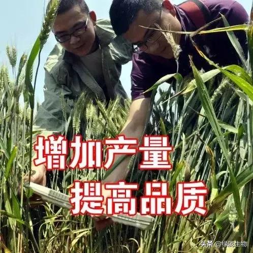 枯草芽孢杆菌防治病害怎样,枯草芽孢杆菌对种植功能及功效