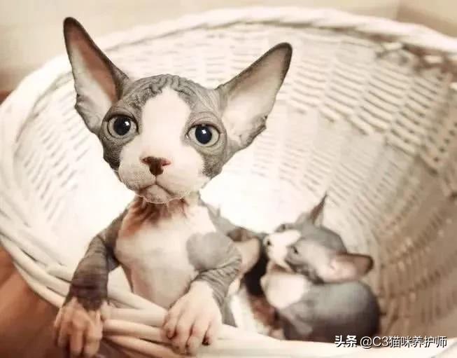 斯芬克斯无毛猫的冷知识,斯芬克斯猫是人工的吗