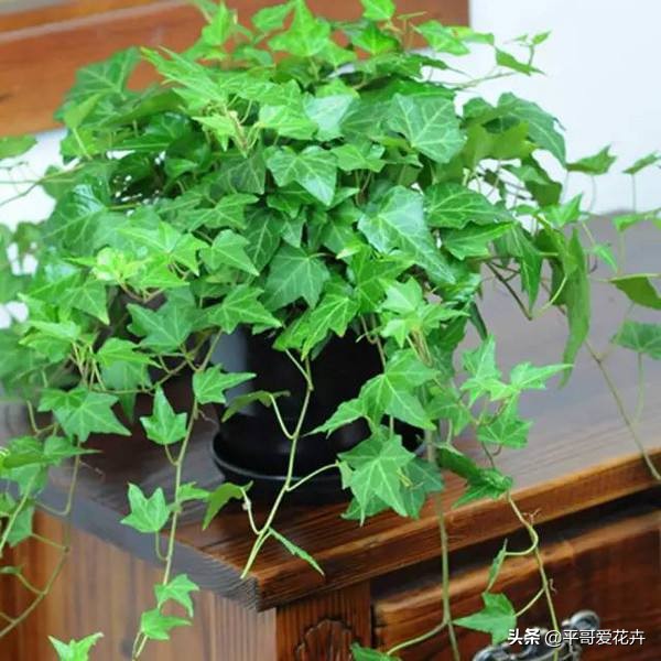 新房子客厅合适摆放的绿植吸甲醛,客厅什么盆栽好吸甲醛好养