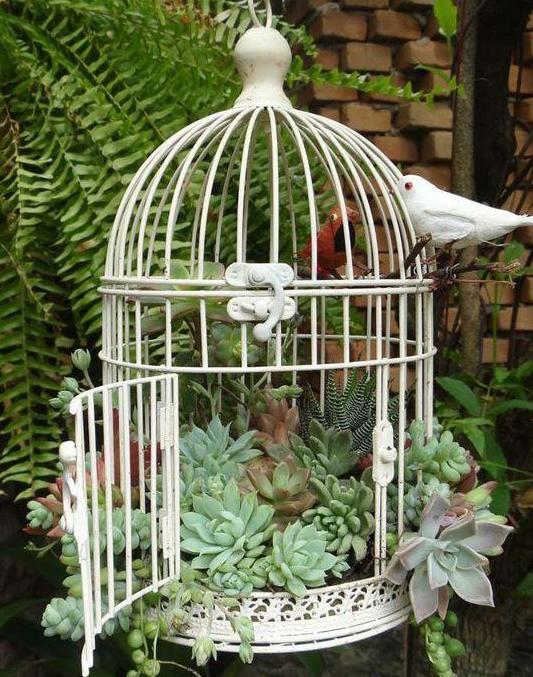 多肉植物夏天养护及浇水技巧经验,多肉植物什么时间段晒太阳最好