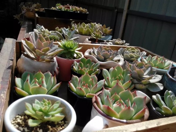 合适栽在庭院的多肉,庭院地栽多肉设计