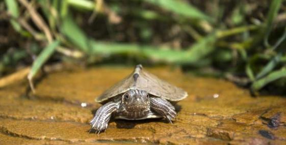 小乌龟的饲养方法,花龟的饲养方法最简单
