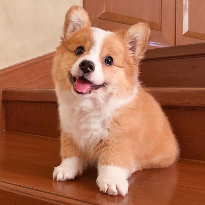 5.6个月的柯基,四个月的小柯基犬该如何喂养