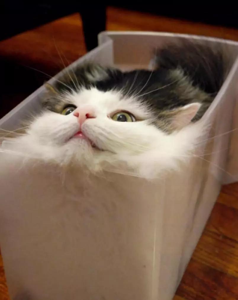 动物沙雕表情包搞笑,沙雕模仿动物表情包