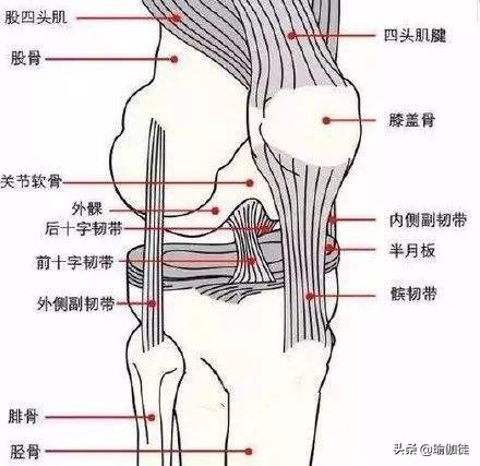 什么是膝盖过度伸展（膝盖超伸）？在瑜伽中怎么改善和正位？