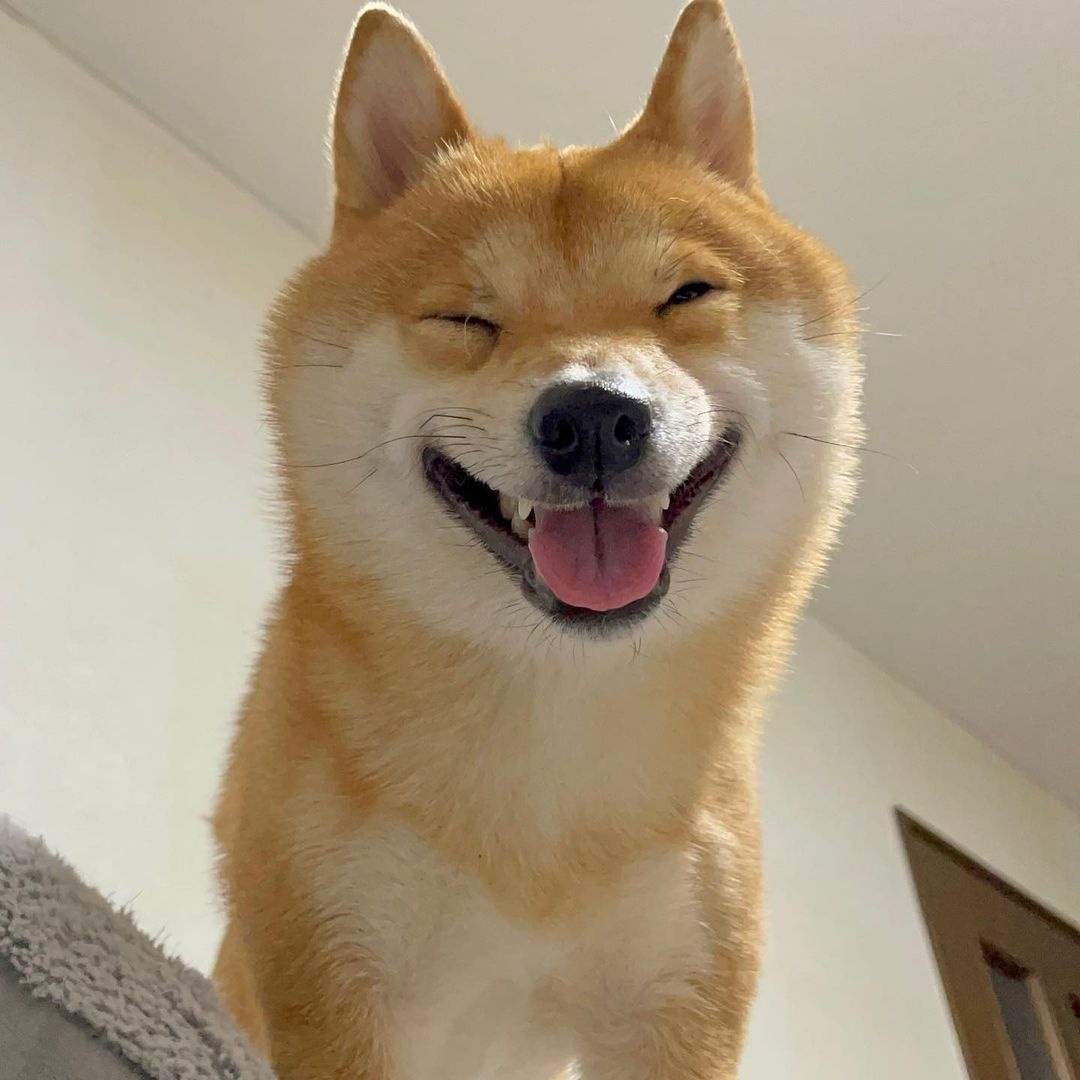 可爱呆萌治愈系的柴犬,柴犬超可爱照片