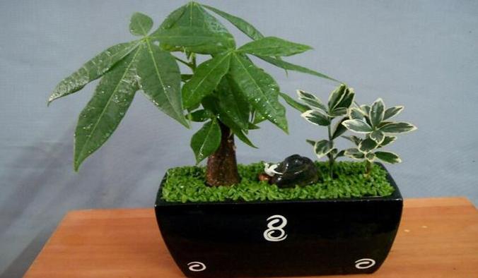 家里客厅合适摆放发财树吗,发财树在家里的最佳摆放位置