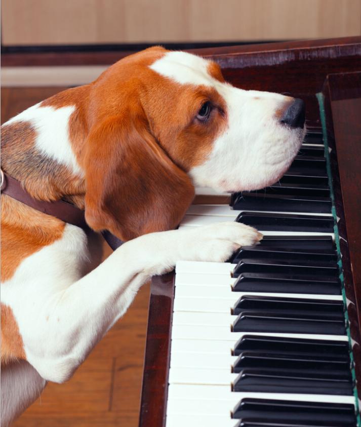 电子琴能够用钢琴演奏吗,电子钢琴能够当电子琴用吗