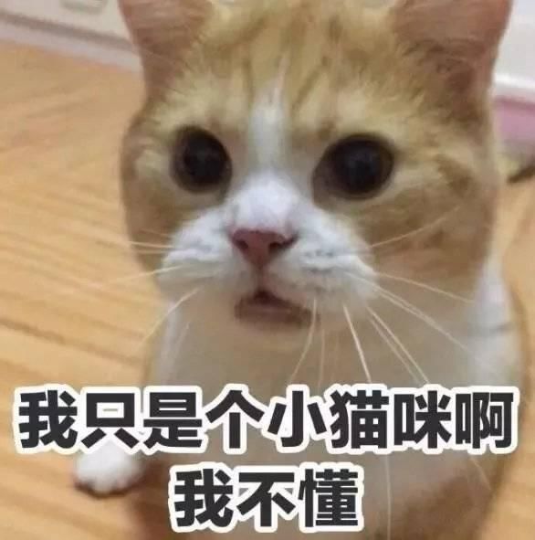 宠物美容技术和手法有哪些,宠物整形有哪些