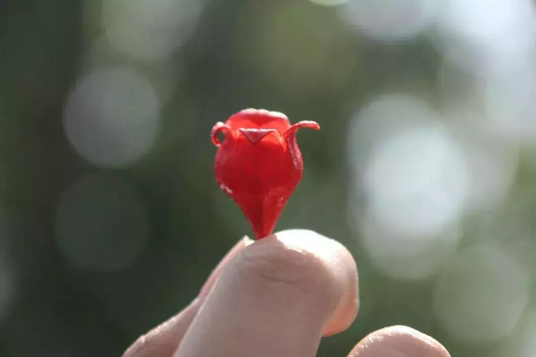 凉山州哪里能够赏花,西昌赏花攻略